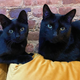 Two black rescue cats